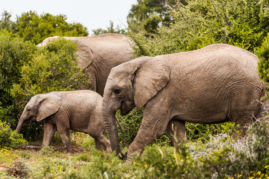 RR-201510xx-southafrica-elephants-4.jpg